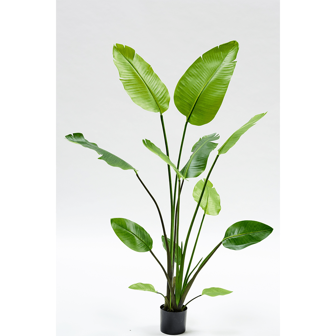 Plant Strelitzia Groen | 243 cm