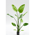 Plant Strelitzia Groen | 150 cm