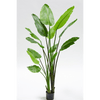 Plant Strelitzia Groen | 183 cm
