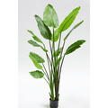 Plant Strelitzia Groen - 183 cm
