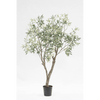 Olijfboom Groen | 198 cm