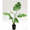 Plant Alocasia Groen | 121 cm