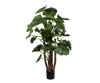 Plant Alocasia Groen | 150 cm