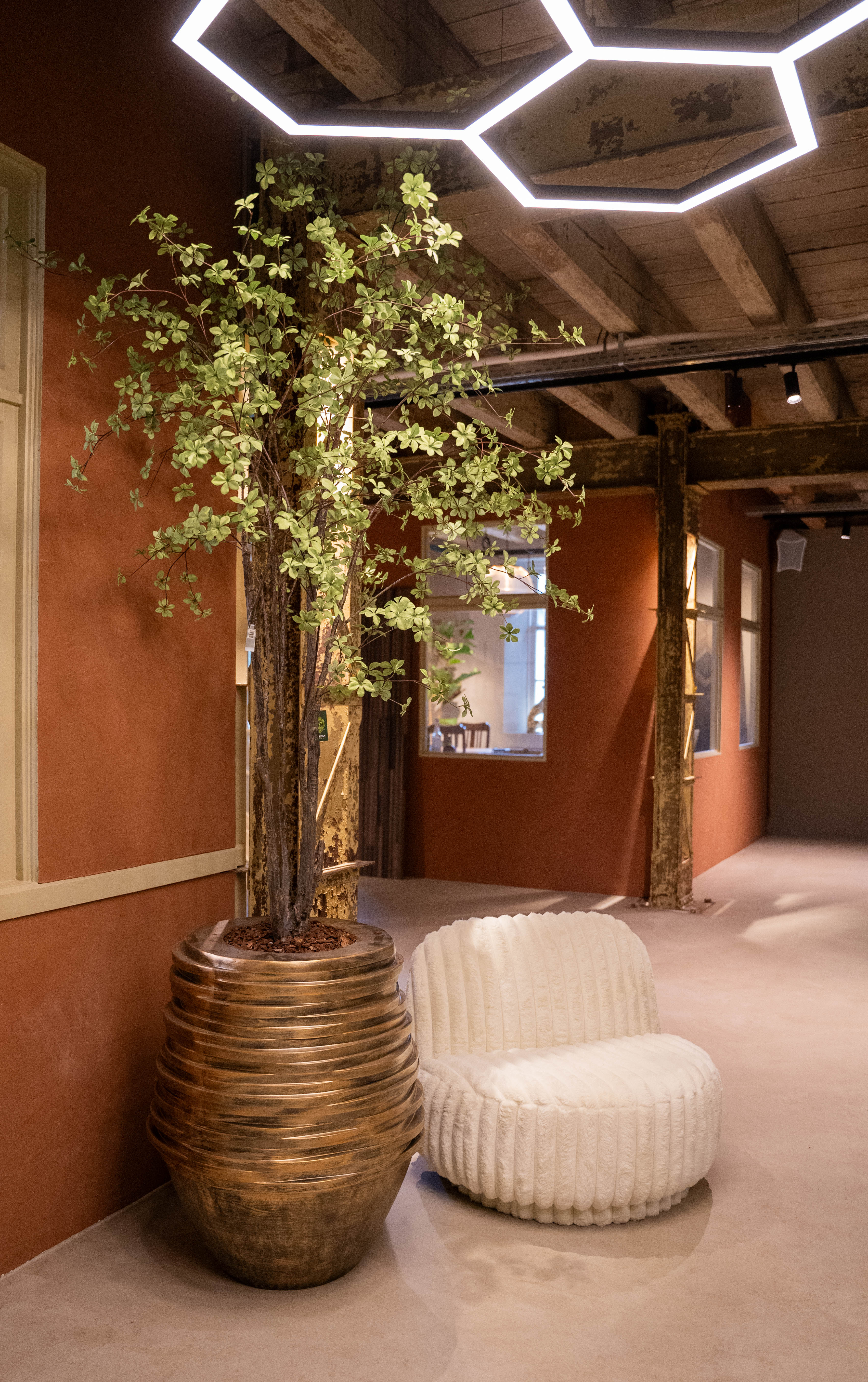 Bucida 218 cm in plantenbak Roza Goud