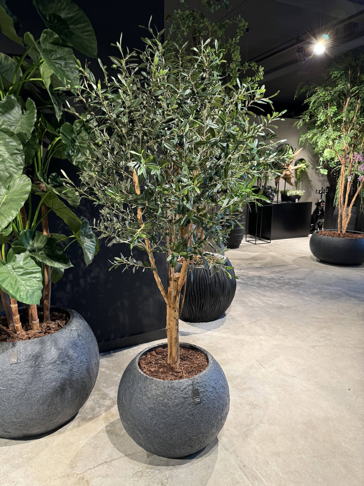 Olijfboom Groen - H180