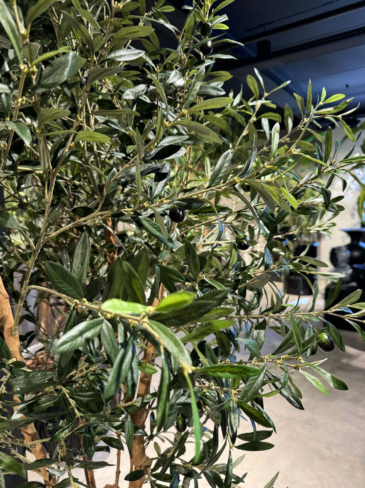 Olijfboom Groen - H180