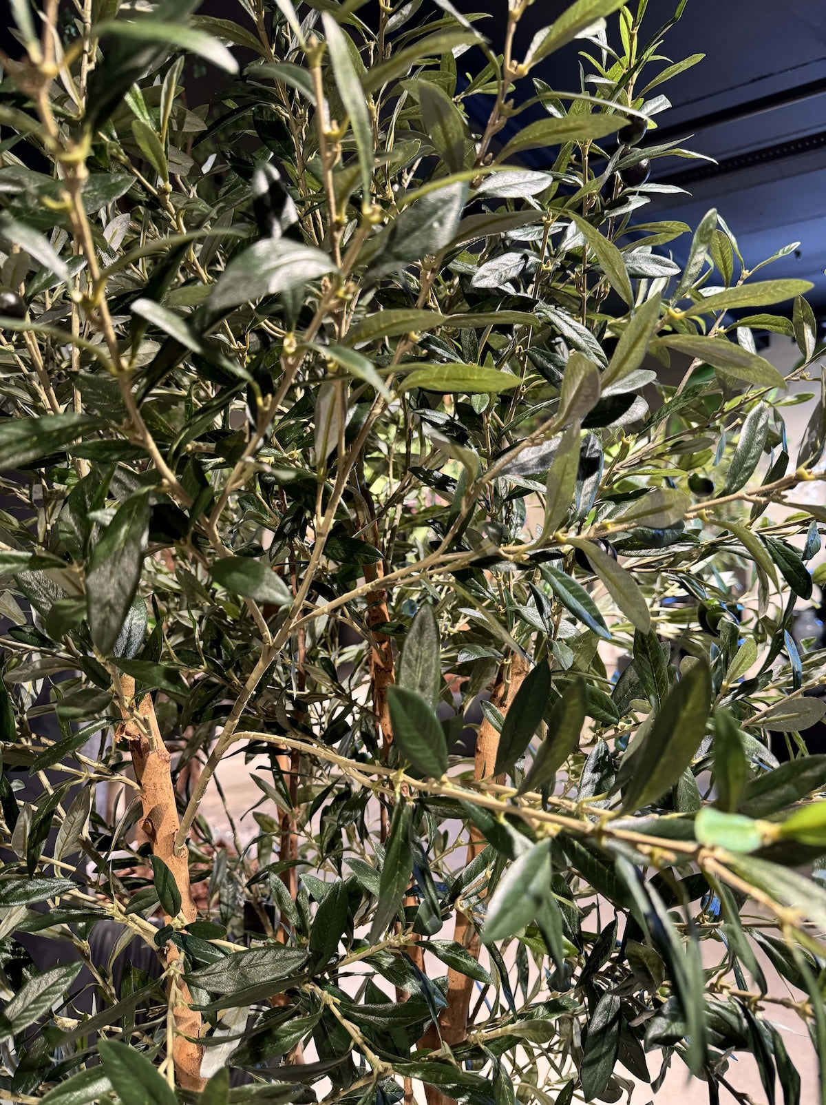 Olijfboom Groen - H180