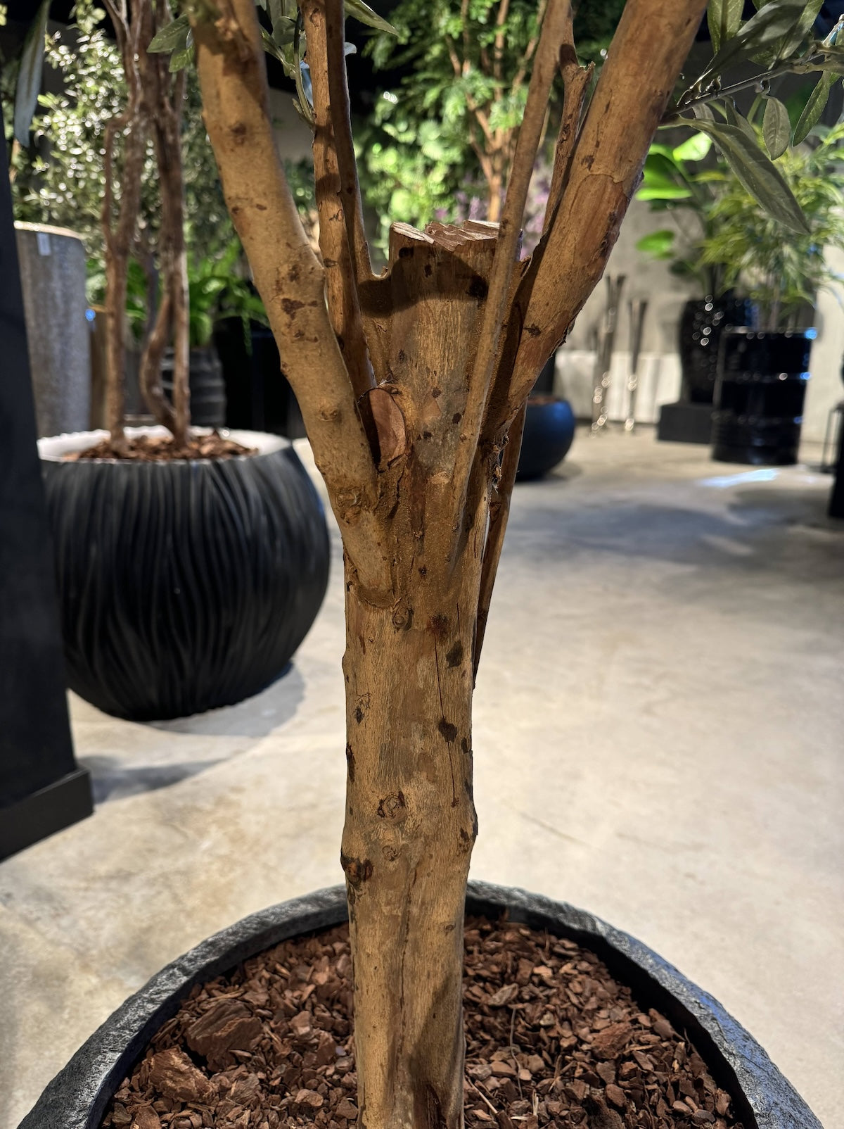 Olijfboom Groen - H180