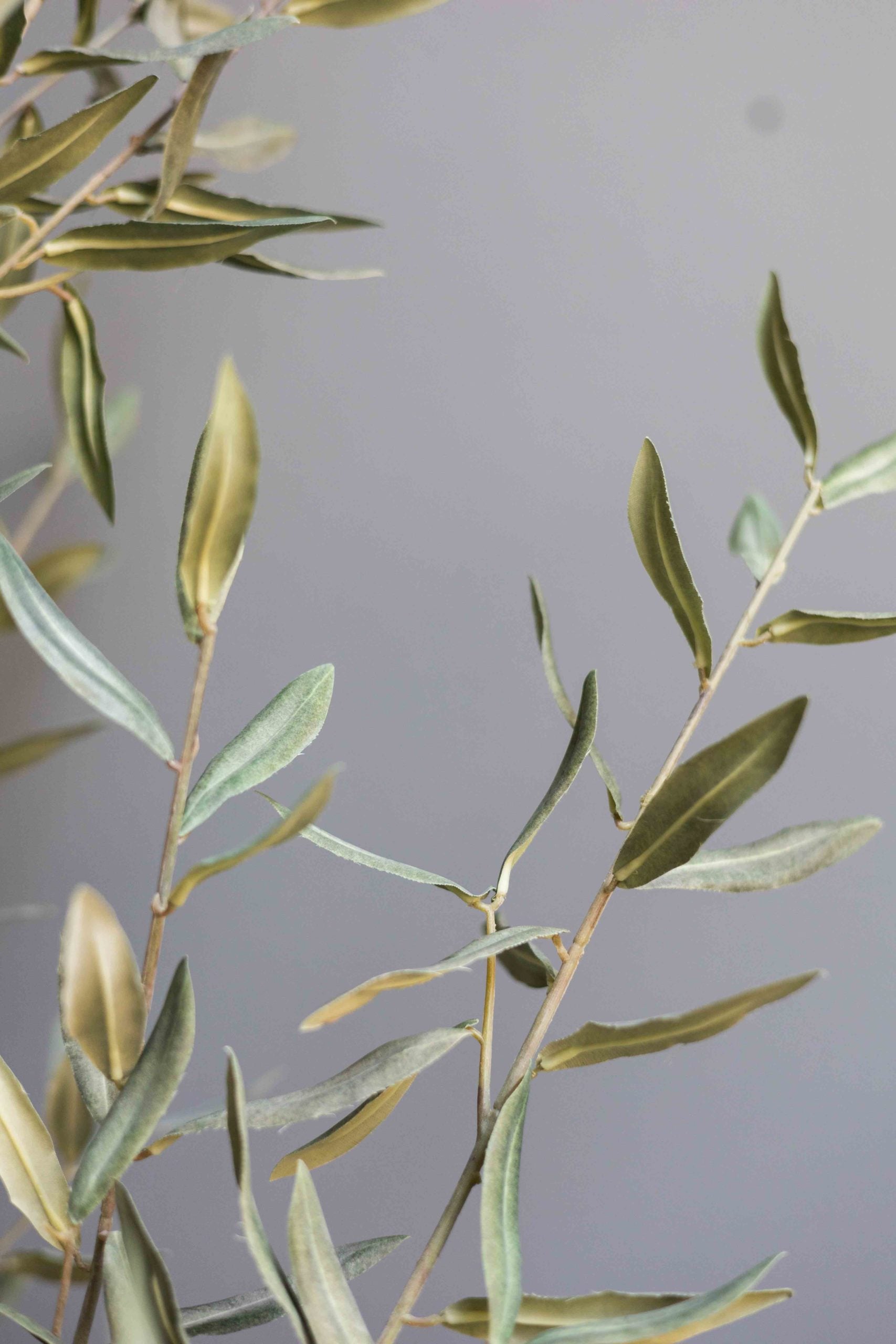 Olijfboom Groen | 198 cm