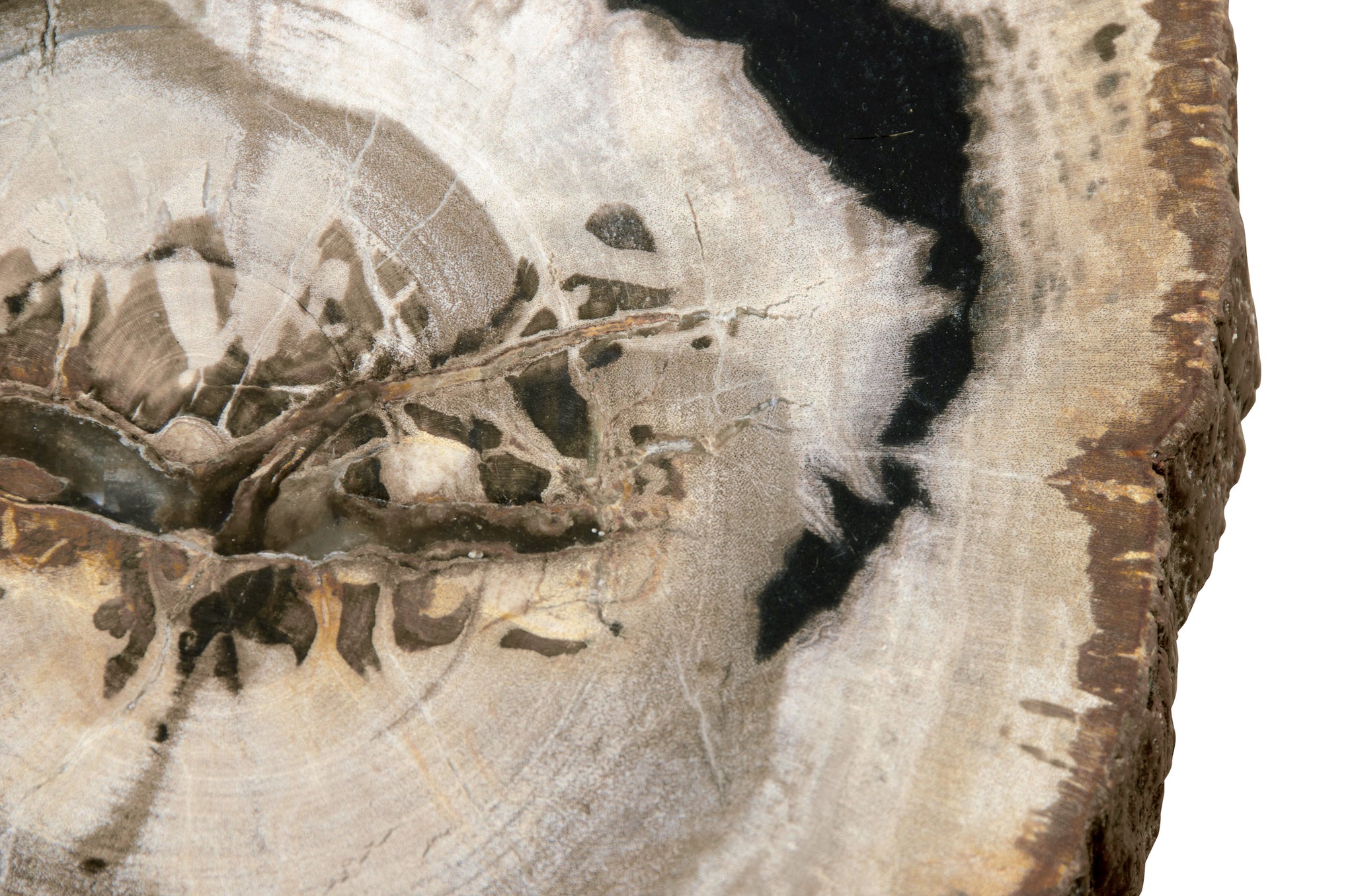 Bijzettafel Petrified Wood - 47