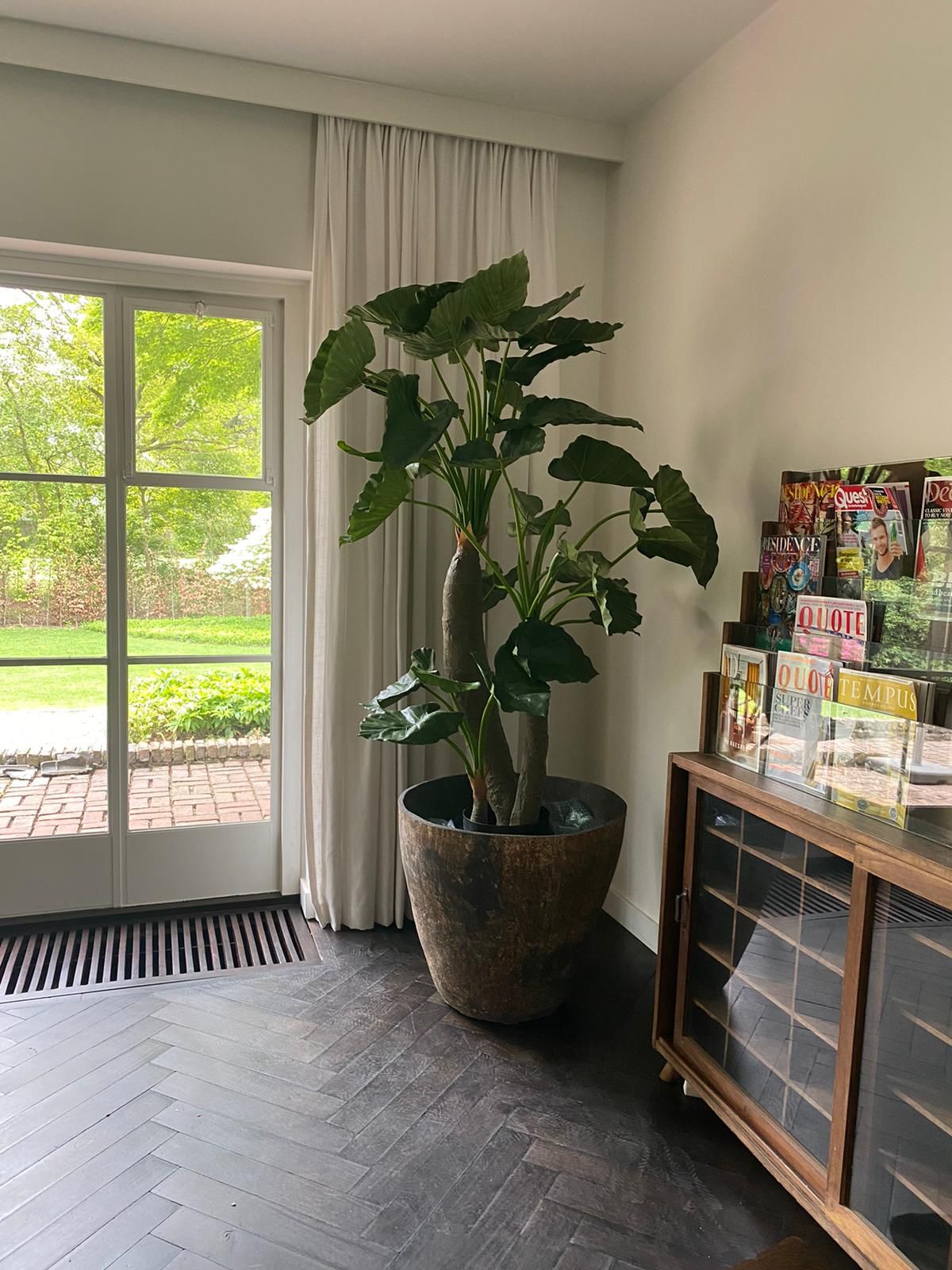 Plant Alocasia Groen | 170 cm