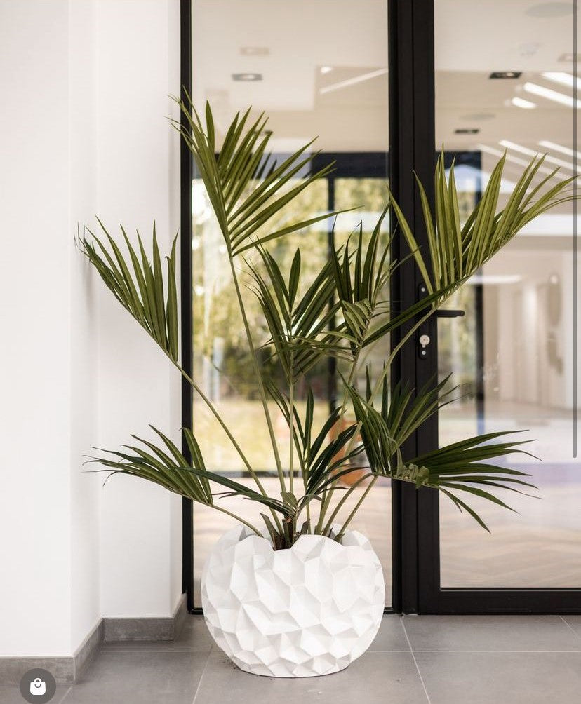 Plant Kentia Palm Groen | 150 cm