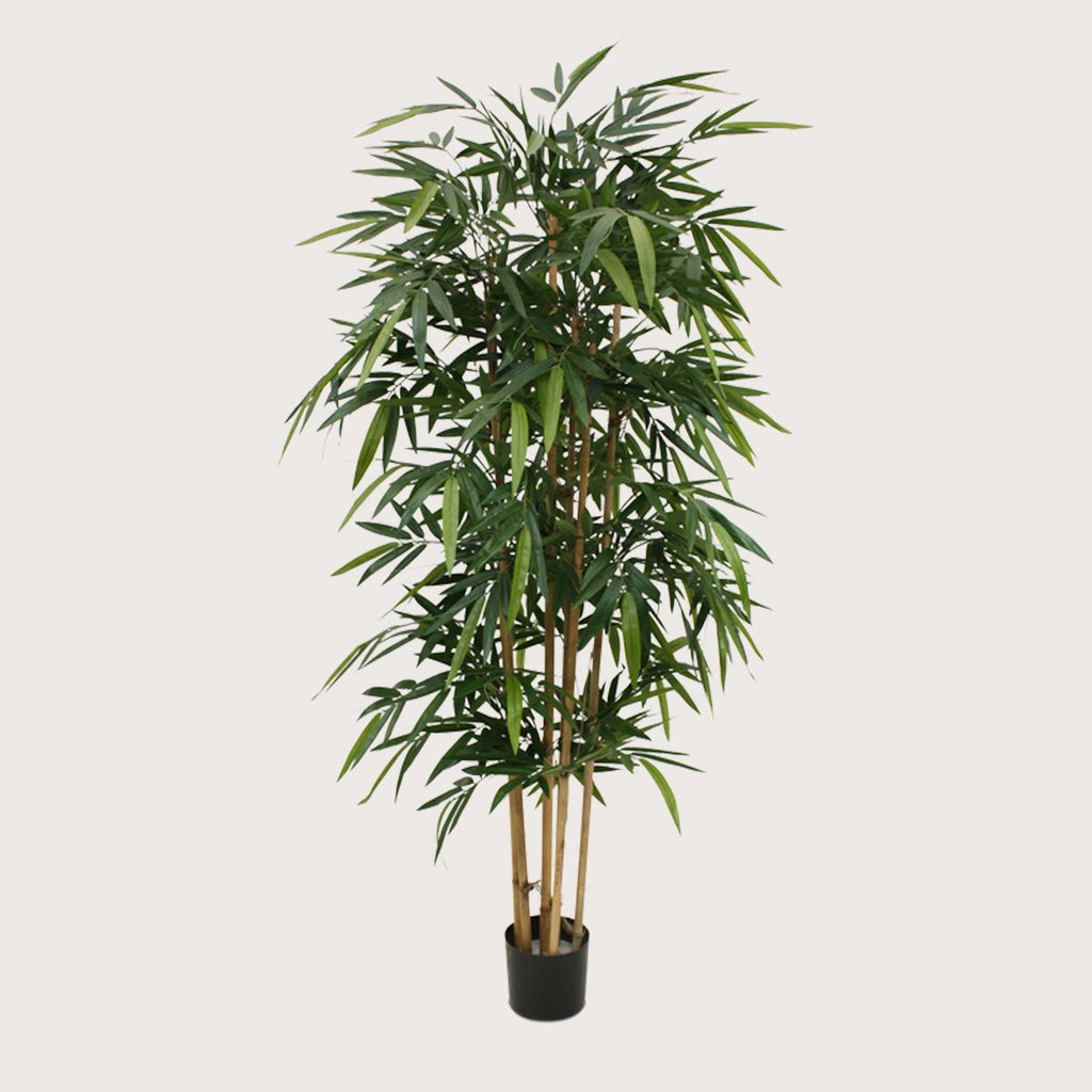 Plant Bamboe - Groen - H180