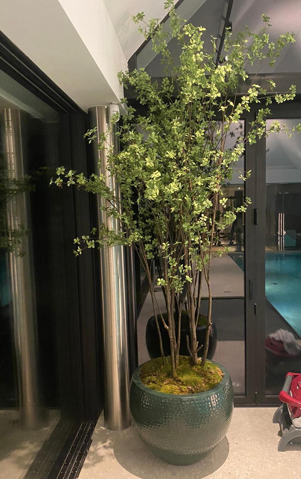 Boom Bucida LT | 218 cm