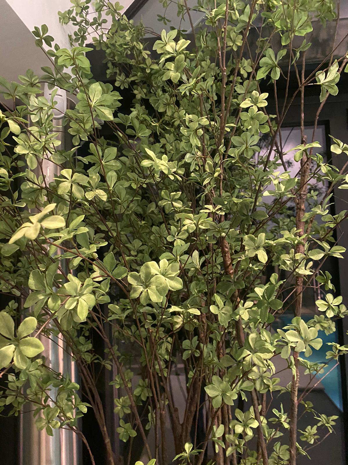 Boom Bucida LT | 218 cm