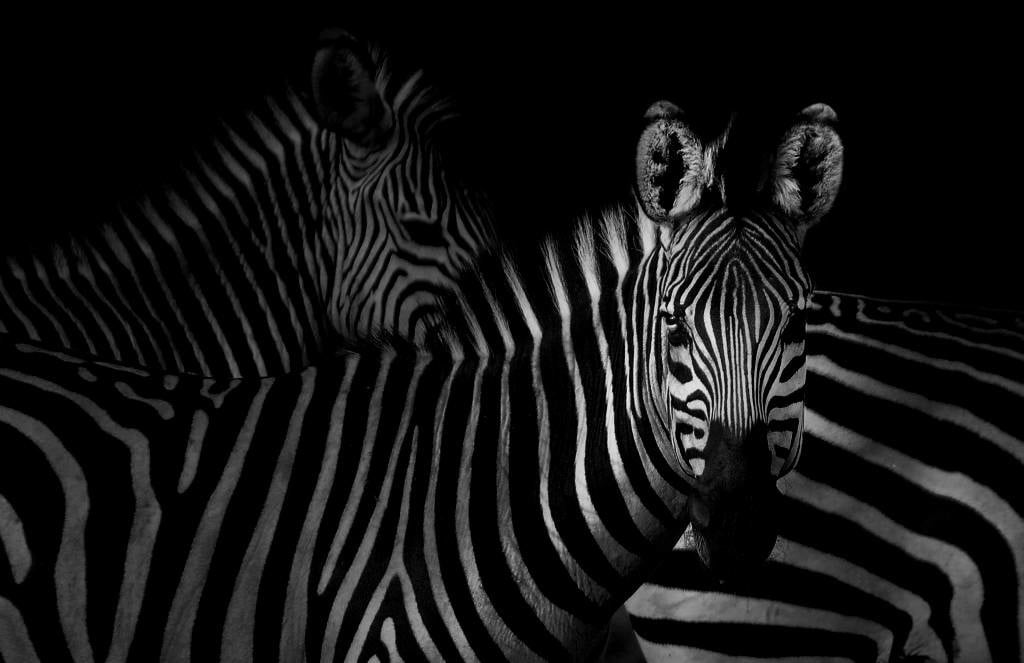 Curious zebra
