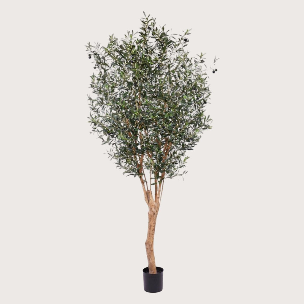 Olijfboom Groen - H250