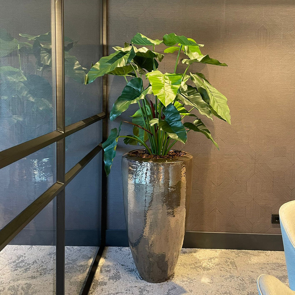 Plant Philodendron XL - Groen - H120