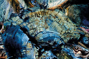 Foto Art - 'Stone Tree'