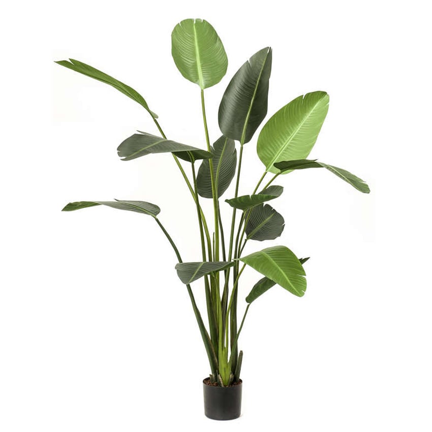 Kunstplant Strelitzia - H230