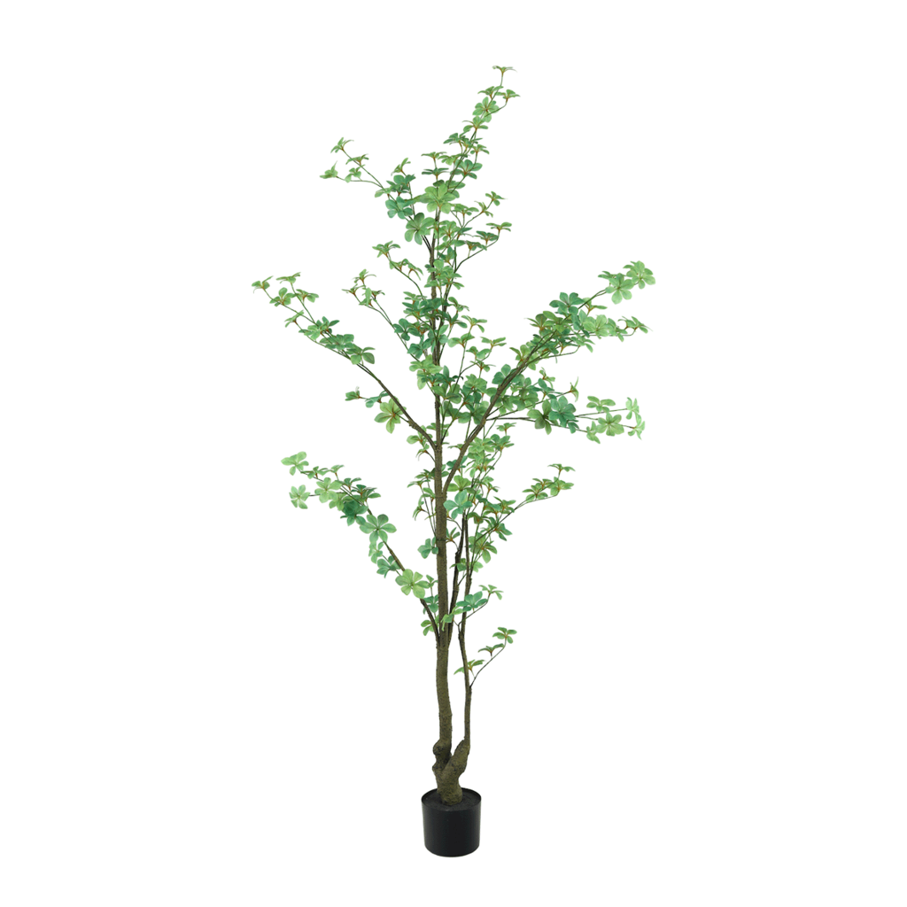 Plant Tropaeolum - Groen - H185