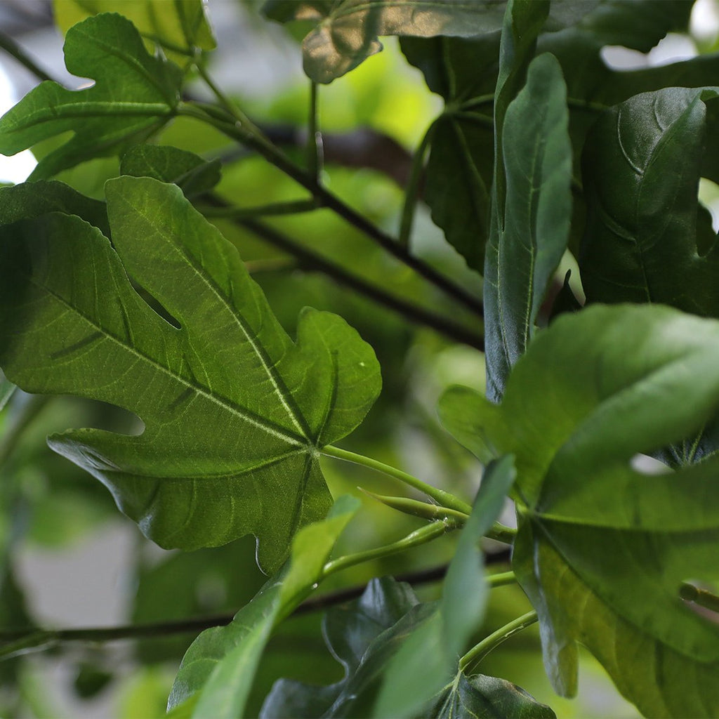 Vijgenboom Groen - H250