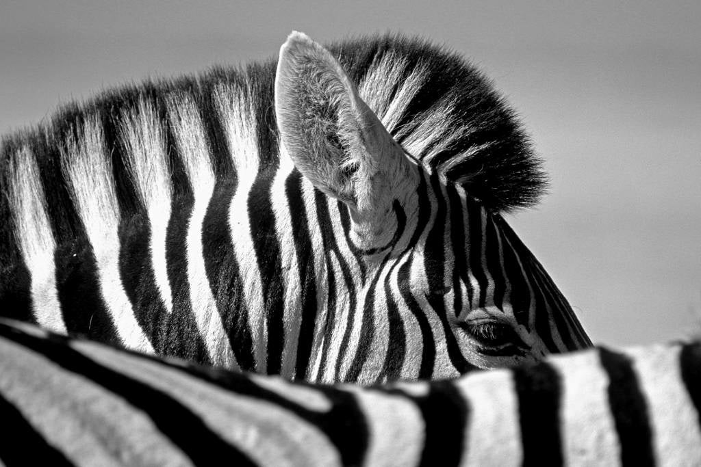 Zebra ear