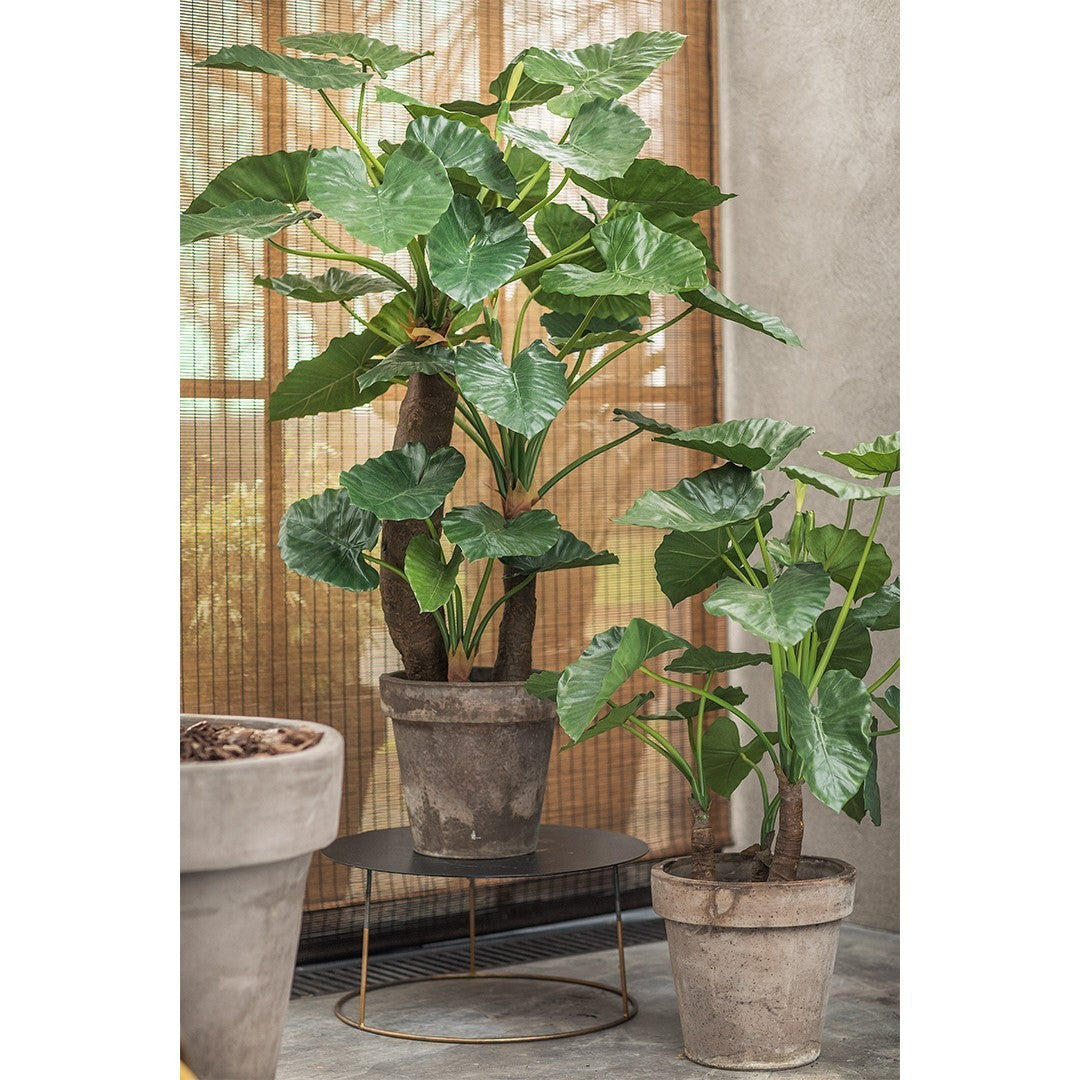 Plant Alocasia Groen | 170 cm