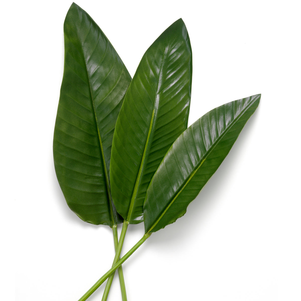 Kunstbladeren Strelitzia