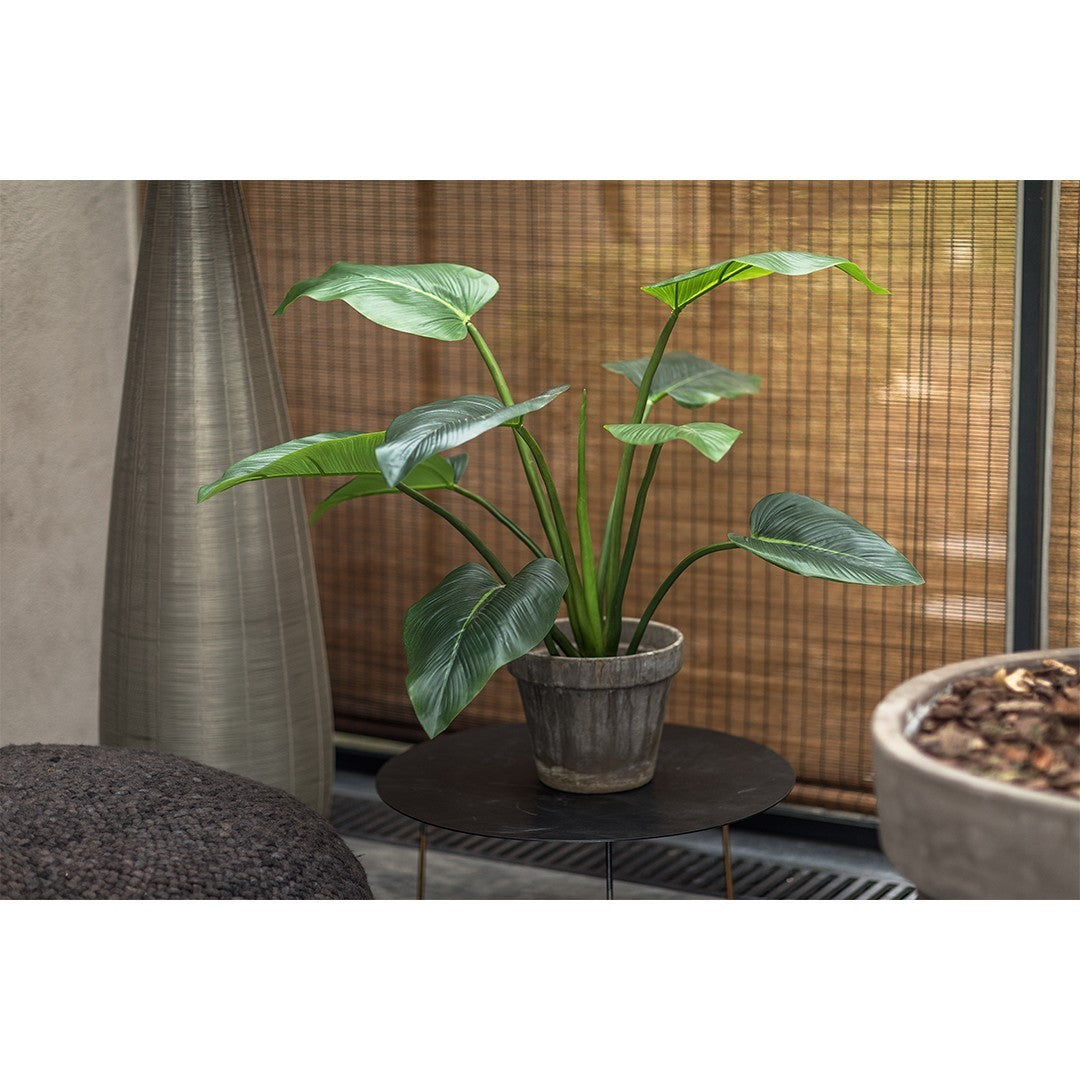 Plant Alocasia Groen | 122 cm