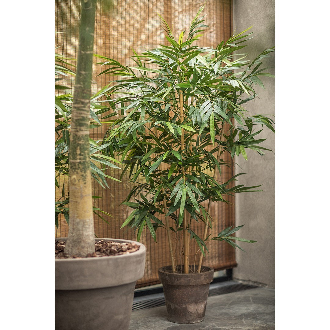 Plant Bamboe Groen | 183 cm