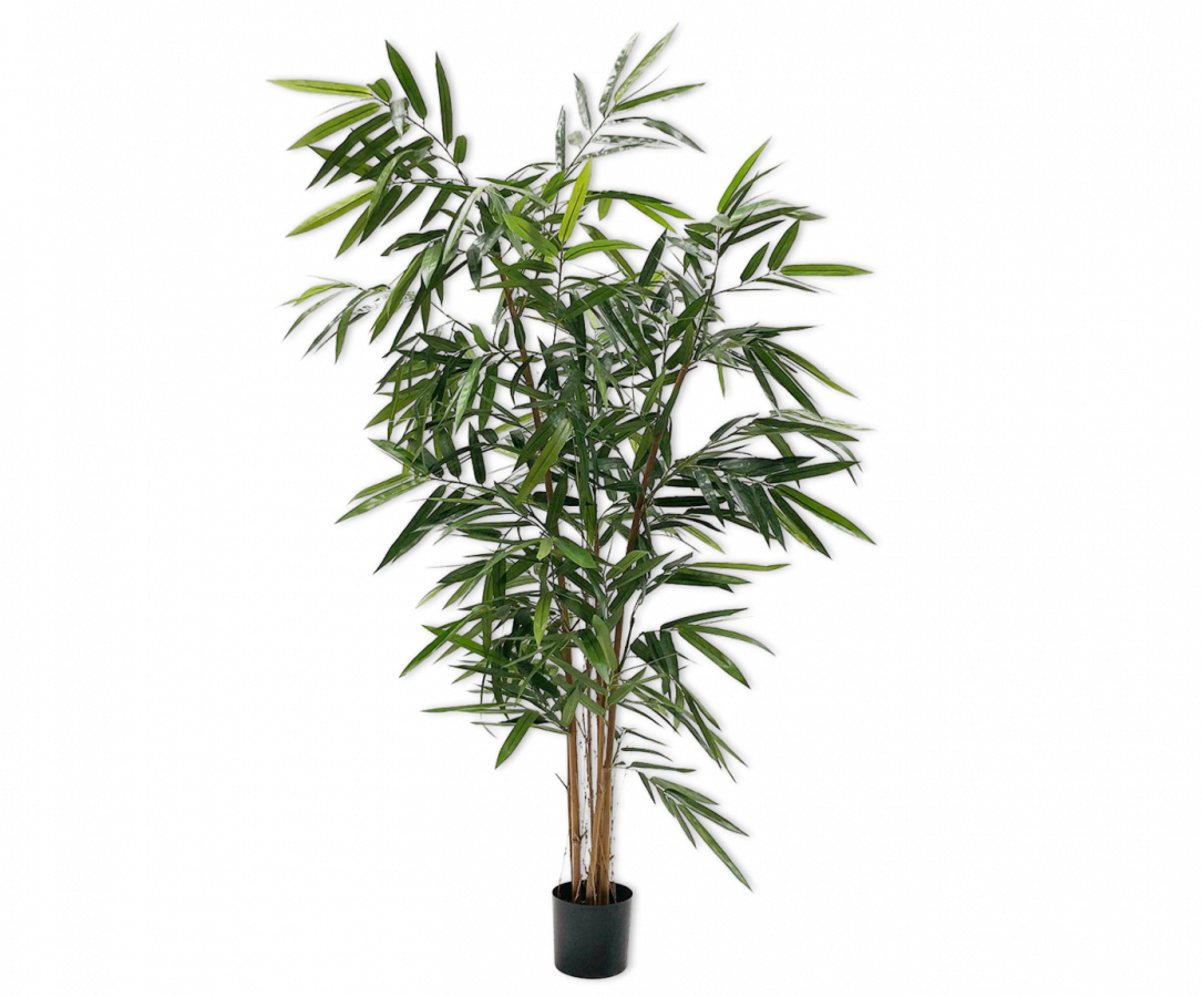 Plant Bamboe Groen | 152 cm