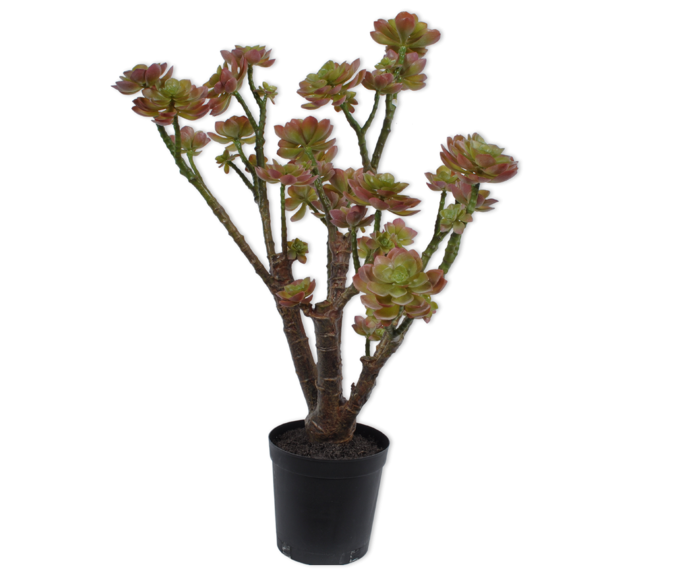 Plant Succulent groen | 73 cm