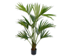 Plant Kentia Palm Groen | 150 cm