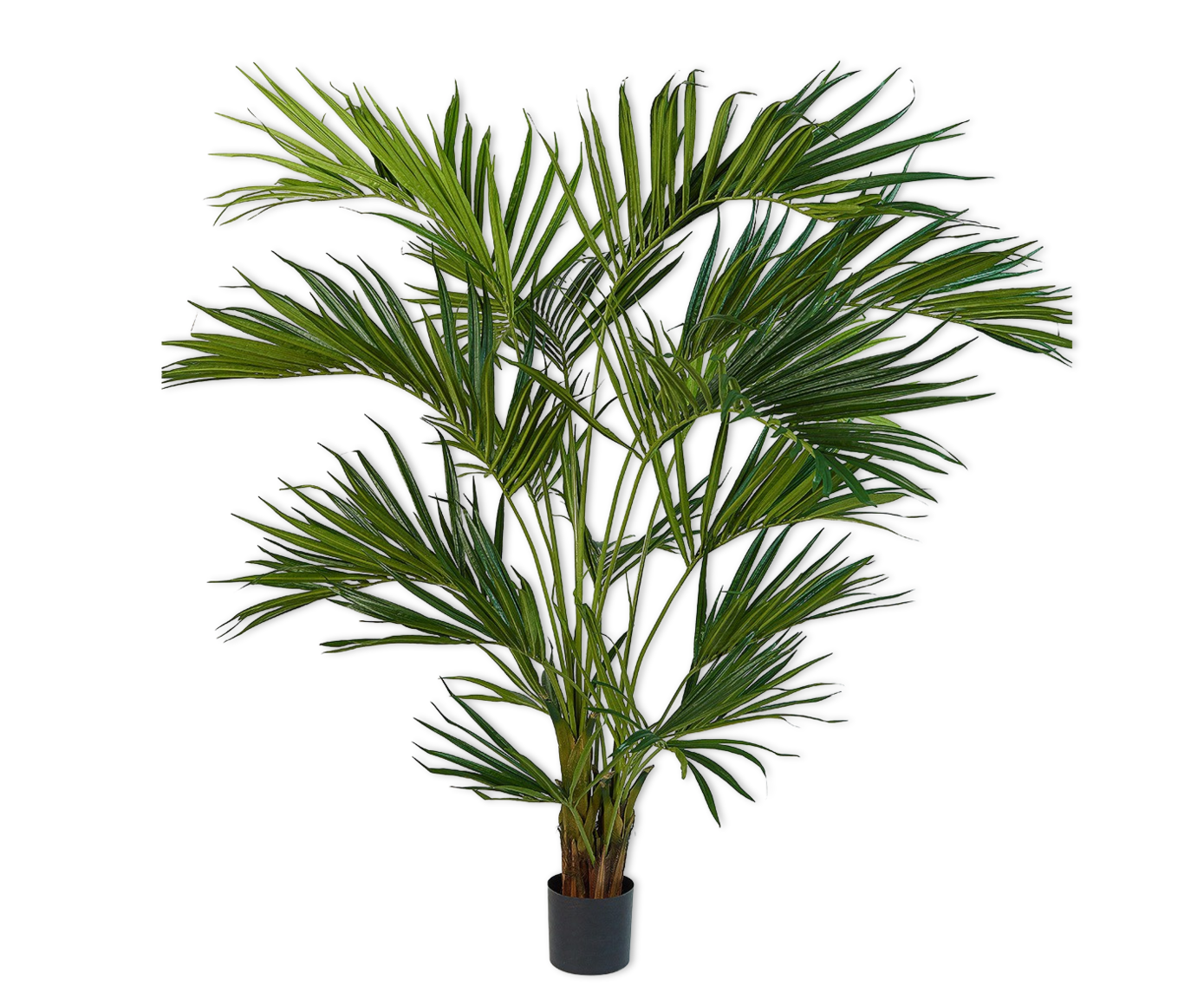 Plant Kentia Palm Groen | 220 cm