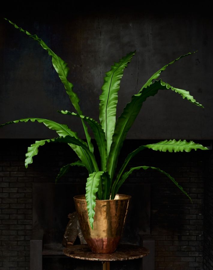 Plant Varen Groen | 149 cm