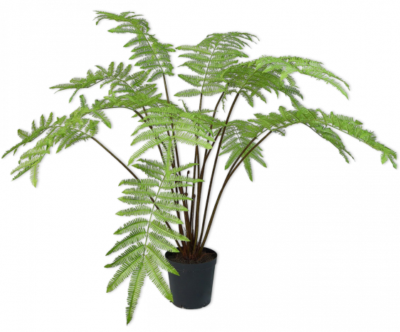 Plant Varen Groen | 185 cm
