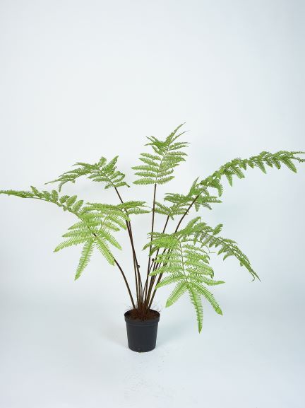 Plant Varen Groen | 156 cm