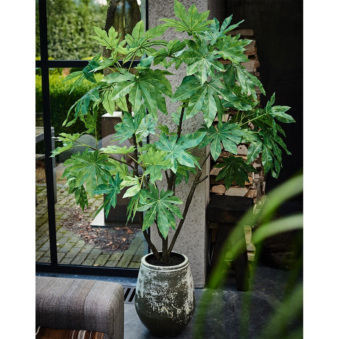 Plant Fatsia Groen | 150 cm