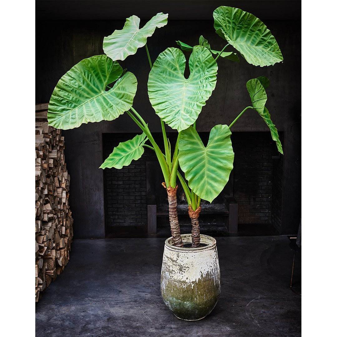 Plant Alocasia Groen | 175 cm