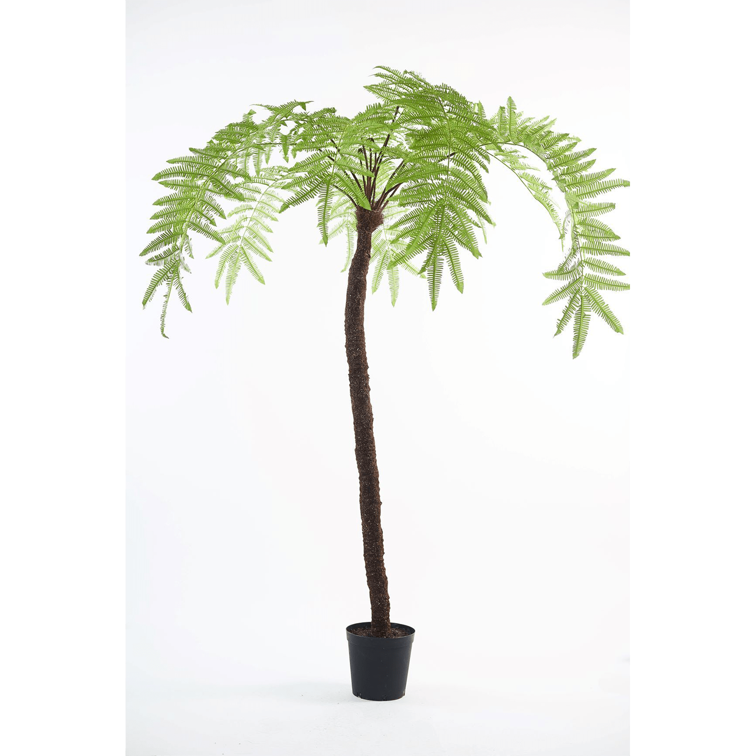 Plant Varen Knock-down Groen | 246 cm