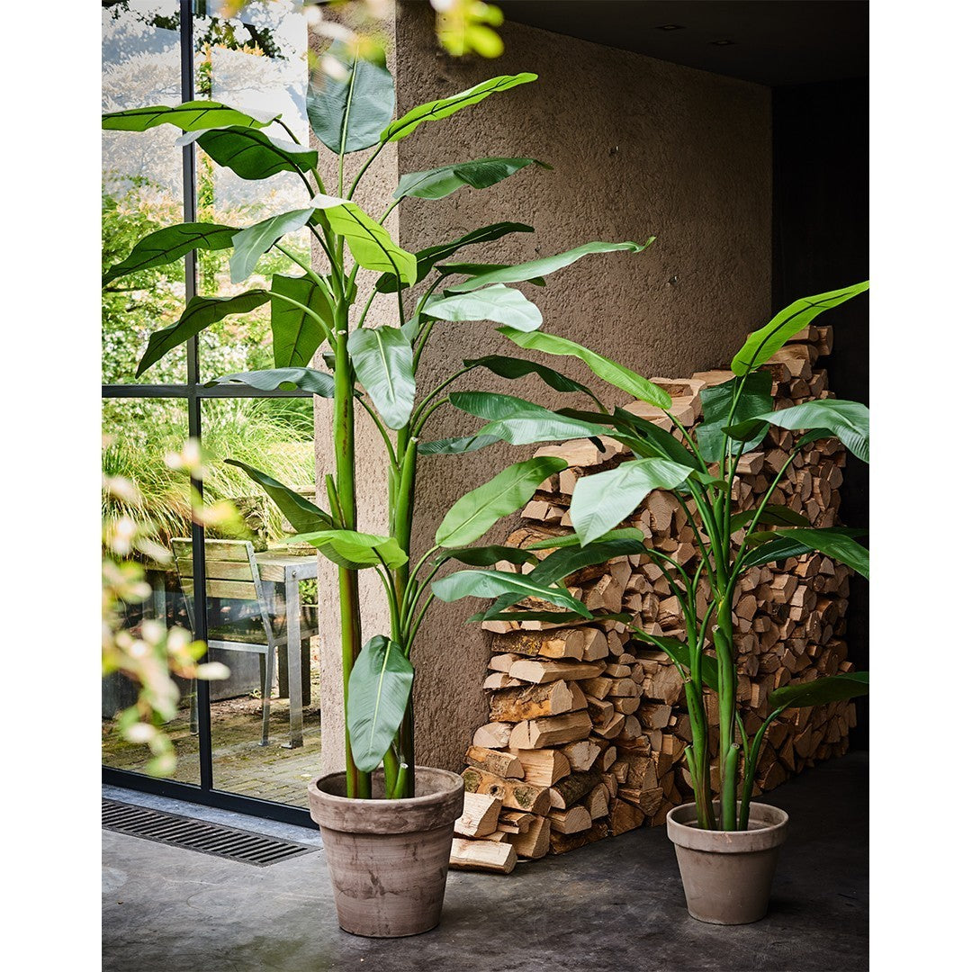 Bananenplant Groen | 220 cm