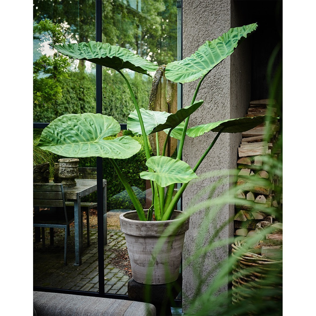 Plant Alocasia Groen | 121 cm