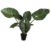 Plant Alocasia Groen | 124 cm