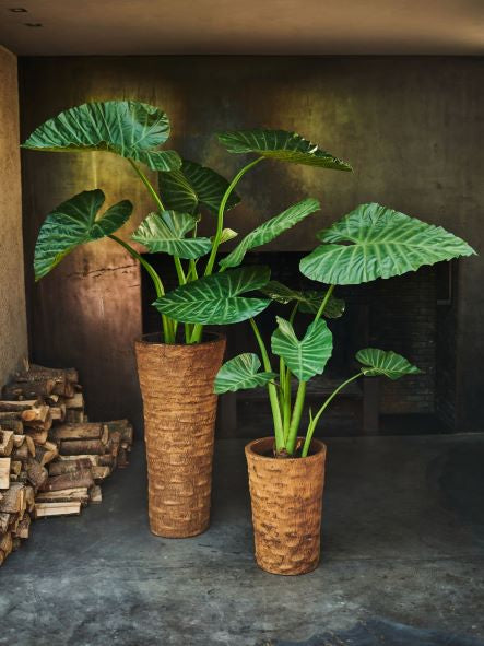 Plant Alocasia Groen | 124 cm