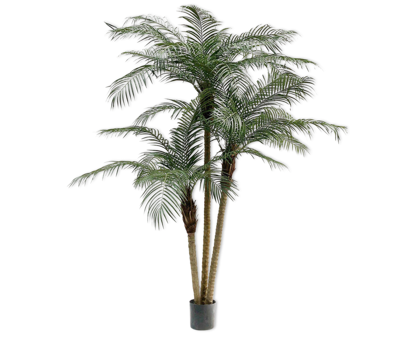Palm Phoenix Groen | 183 cm