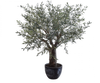 Olijfboom Groen | 240 cm
