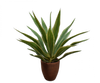 Plant Yucca groen | 76 cm