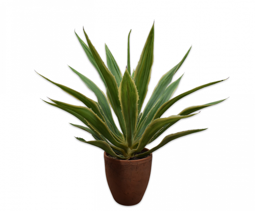 Plant Yucca groen | 76 cm