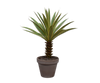 Plant Yucca groen met stam | 76 cm